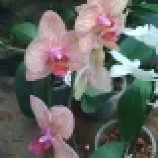 Varsha M
